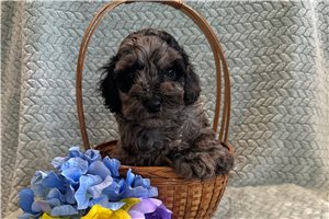 Todd - Cockapoo for sale