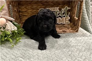 Tonya - Cockapoo for sale