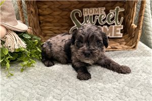 Truman - Cockapoo for sale