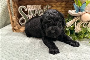 Tiki - Cockapoo for sale