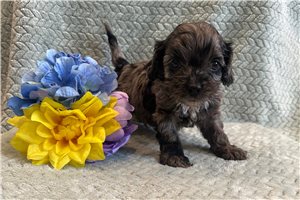 Truman - Cockapoo for sale