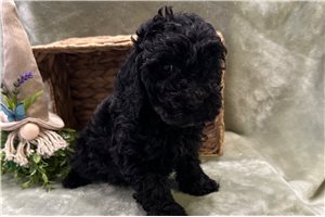 Tonya - Cockapoo for sale