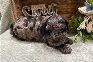 Todd - Cockapoo for sale