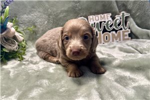 Perro - puppy for sale