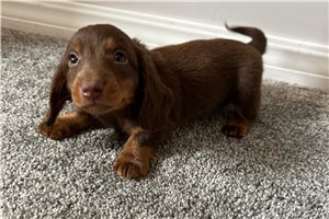 Count - Dachshund, Mini for sale