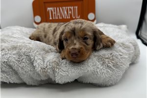Sophia - puppy for sale