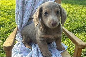 Petey - Dachshund, Mini for sale