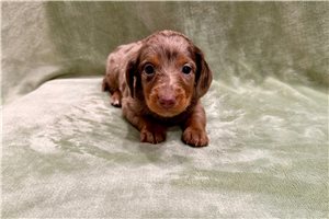 Cate - Dachshund, Mini for sale