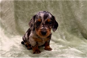 Celeste - Dachshund, Mini for sale