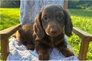 Pepe - Dachshund, Mini for sale