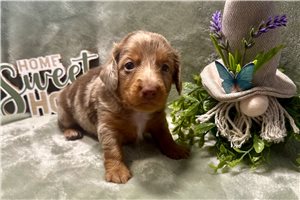 Petal - puppy for sale