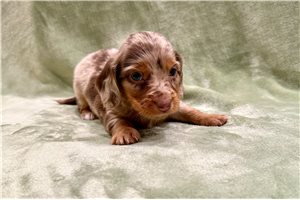 Cece - Dachshund, Mini for sale