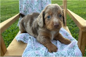 Petal - Dachshund, Mini for sale