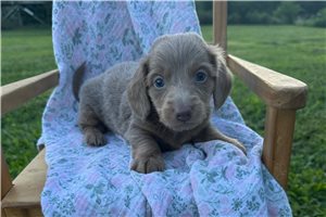 Perro - Dachshund, Mini for sale
