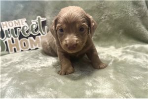 Petey - puppy for sale