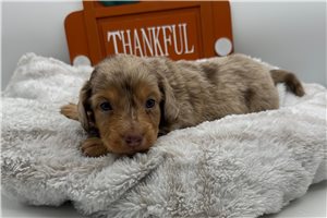 Solomon - puppy for sale