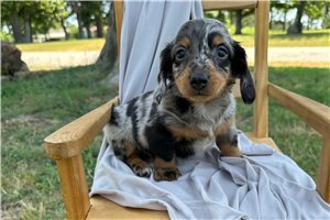 Colt - Dachshund, Mini for sale