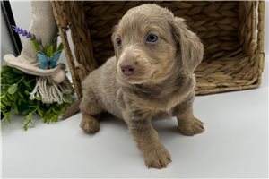 Petey - Dachshund, Mini for sale