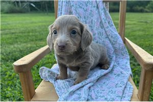Petey - Dachshund, Mini for sale