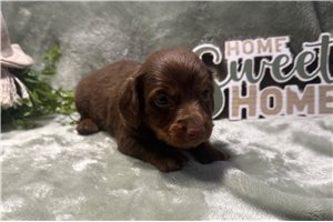 Pepe - puppy for sale