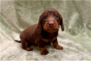 Count - Dachshund, Mini for sale