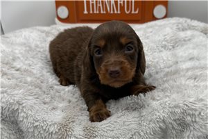 Sapphire - Mini Dachshund for sale