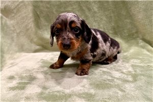 Colt - Dachshund, Mini for sale