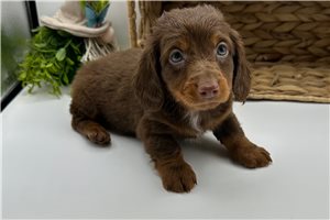 Pepe - Dachshund, Mini for sale
