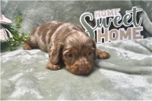 Penny - Dachshund, Mini for sale