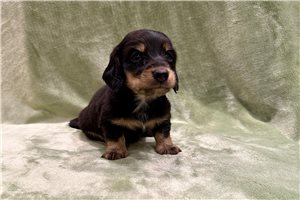 Cooper - Dachshund, Mini for sale