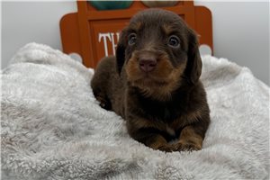 Sydney - puppy for sale