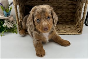 Petal - Dachshund, Mini for sale