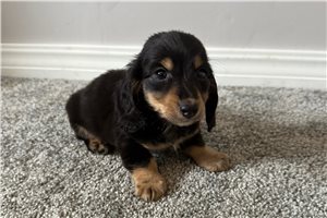 Cooper - Dachshund, Mini for sale