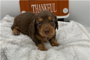 Sarge - puppy for sale