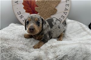 Rissa - Smooth Dachshund for sale