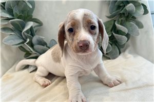 Chakra - Dachshund, Smooth for sale