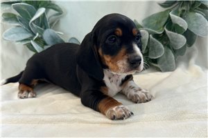 Celine - Dachshund, Smooth for sale