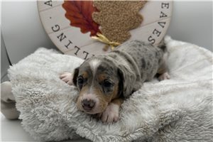 Rosie - Smooth Dachshund for sale