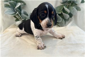 Celtie - Dachshund, Smooth for sale