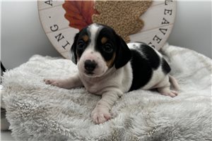 Rhodes - Smooth Dachshund for sale