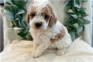 Blazer - Malti Poo - Maltipoo for sale