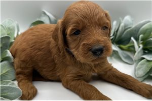 Emily - Goldendoodle, Mini for sale
