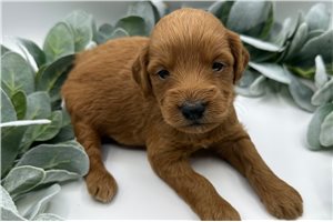 Ethan - Goldendoodle, Mini for sale