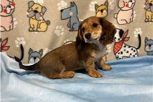 Palmer - puppy for sale