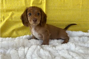 Paul - puppy for sale