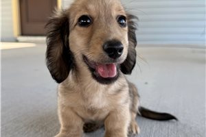 Neptune - Dachshund, Mini for sale