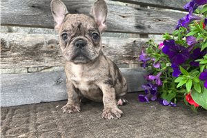 Unity - puppy for sale