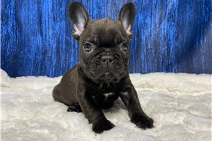 Ulysses - French Bulldog for sale