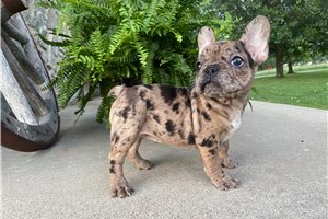 Ursa - puppy for sale