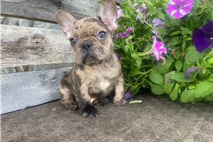 Uriah - puppy for sale